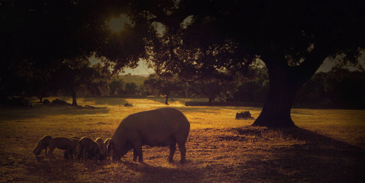 jamon de autor